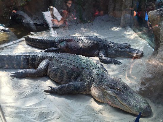 Parco Tematico Oltremare